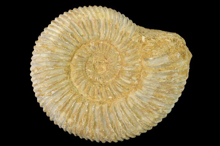 Jurassic Ammonite (Perisphinctes) Fossil - Madagascar #140387